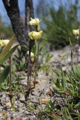 Disperis villosa
