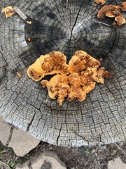 Gloeophyllum sepiarium