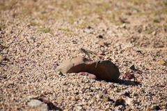 Callisaurus draconoides