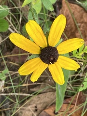 Rudbeckia hirta