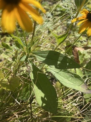 Rudbeckia hirta