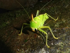 Copiphora rhinoceros