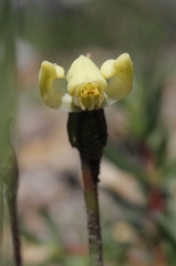 Disperis villosa