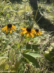 Rudbeckia hirta