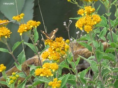 Chlosyne lacinia adjutrix