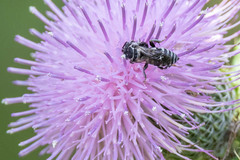 Triepeolus donatus