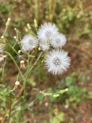 Senecio sylvaticus