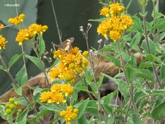 Chlosyne lacinia adjutrix