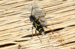 Xylotrechus antilope
