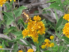 Chlosyne lacinia adjutrix