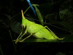 Copiphora rhinoceros