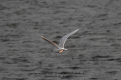 Ichthyaetus melanocephalus