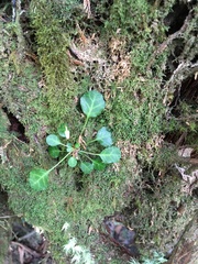 Shortia rotundifolia