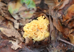 Ramaria formosa