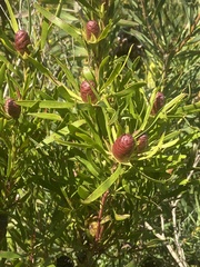 Leucadendron conicum