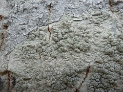 Pertusaria pertusa