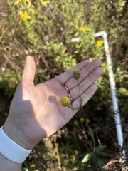 Helianthus occidentalis