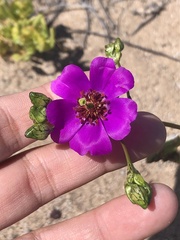 Cistanthe grandiflora