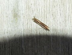 Erechthias chionodira