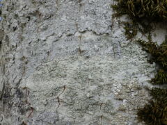 Pertusaria pertusa