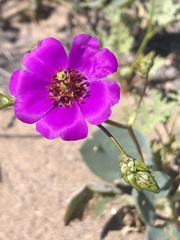 Cistanthe grandiflora