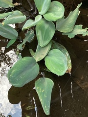 Orontium aquaticum
