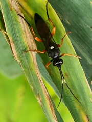 Diphyus quadripunctorius