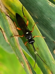 Diphyus quadripunctorius