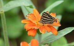 Cigaritis vulcanus