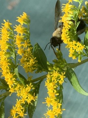 Solidago rugosa