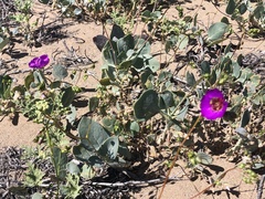 Cistanthe grandiflora