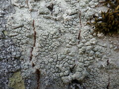 Pertusaria pertusa