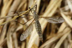 Tipula dietziana