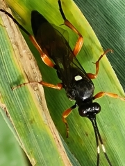 Diphyus quadripunctorius