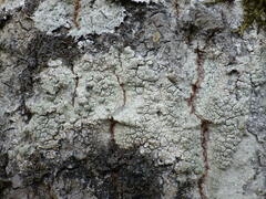 Pertusaria pertusa
