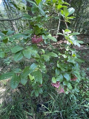 Viburnum nudum