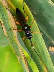 Diphyus quadripunctorius