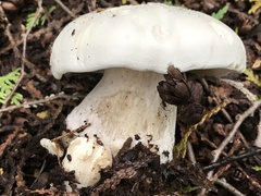 Clitocybe robusta