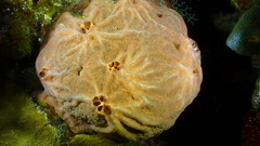 Spirastrella hartmani