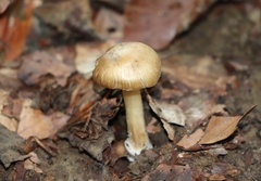 Amanita fulva