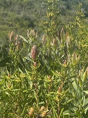 Protea neriifolia
