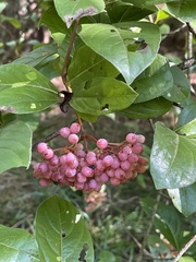 Viburnum nudum