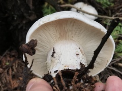 Clitocybe robusta