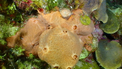 Spirastrella hartmani