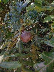 Andricus quercustozae