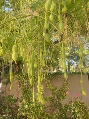Styphnolobium