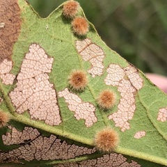 Neuroterus quercusverrucarum