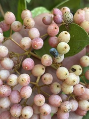 Viburnum nudum