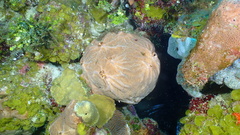 Spirastrella hartmani