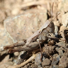 Chorthippus corsicus corsicus